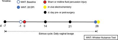 Traumatic Brain Injury-Induced Sex-Dependent Changes in Late-Onset Sensory Hypersensitivity and Glutamate Neurotransmission